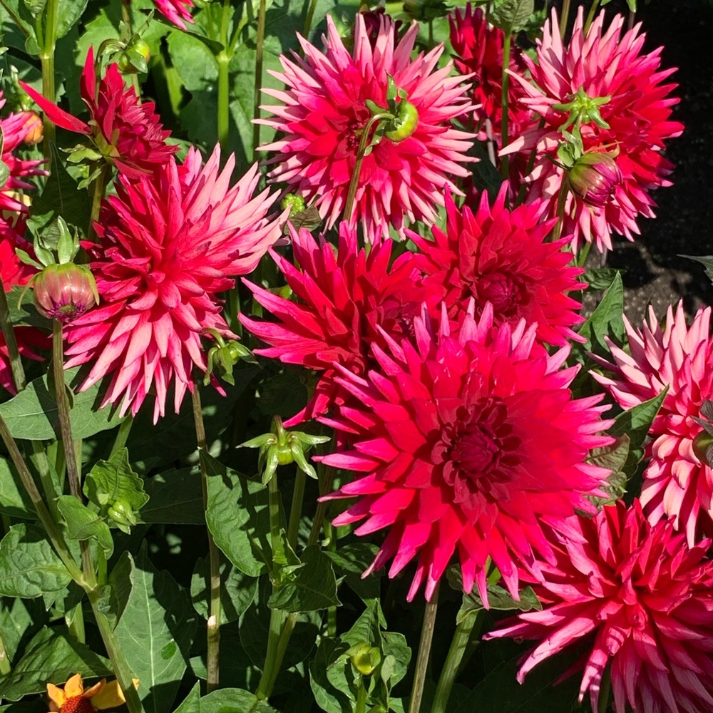 Meet your Posher, Colorful